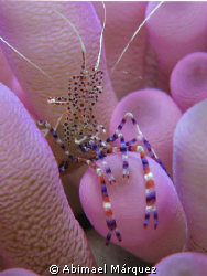 Potted Cleaner Shrimp, Bonaire by Abimael Márquez 